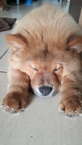 Chow chow puro macho 250.00 cada - Foto 4