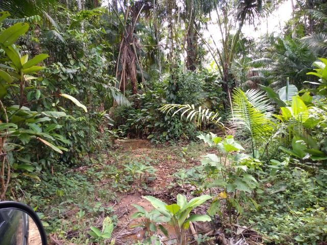 50 hectares na estrada de igarapé açu por 170 mil reais documentada - Foto 5