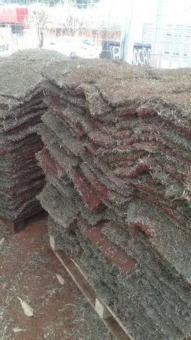 Grama menor preço -Variedades de frutíferas com Frutos- Monto seu Pomar -mudas eucalipto