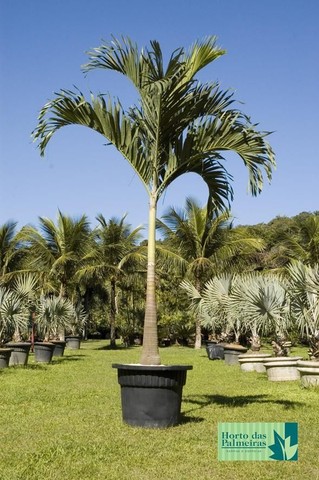 Palmeira Veitchia - Foto 3