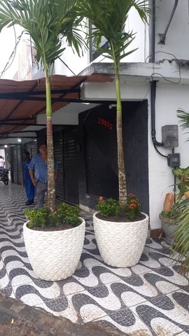 Palmeira Veitchia - Foto 5