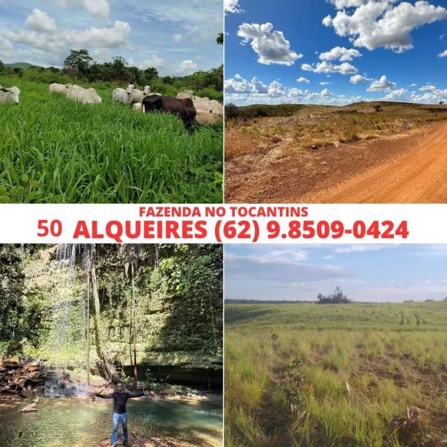 Fazenda Chacara Sitio Cidade Porto Nacional Estado Tocantins 50 Alqueires Plantação e Gado