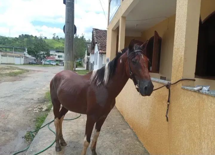 Cavalo pampa  - Foto 2