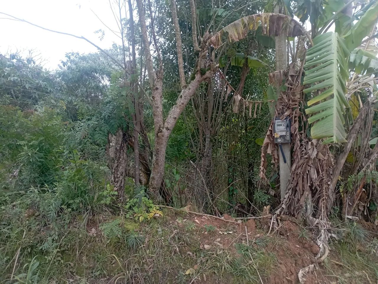Chacrinha em Mandirituba  - Foto 4