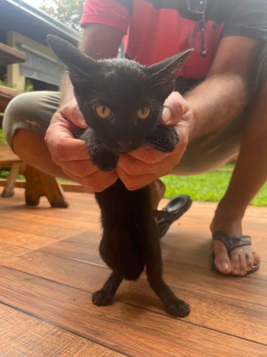 Gatinho Fêmea filhote ADOÇÃO  - Foto 2