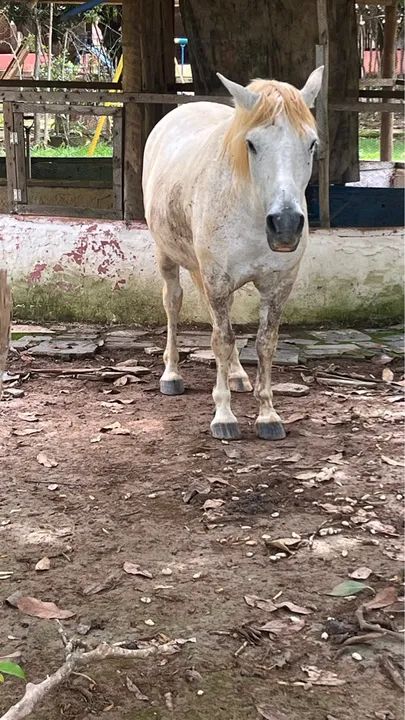 Cavalo de fazenda - Foto 3