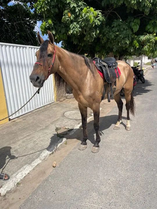 Cavalo campolina Registrado. M picada. - Foto 5