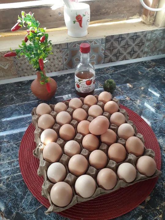 OVOS GALADOS DE GSB GALINHA SERTANEJA BALÃO 100% PURA.