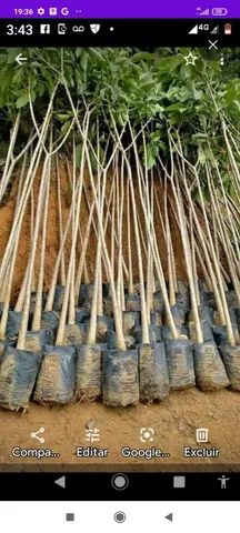 Mudas de árvores nativas e exoticas