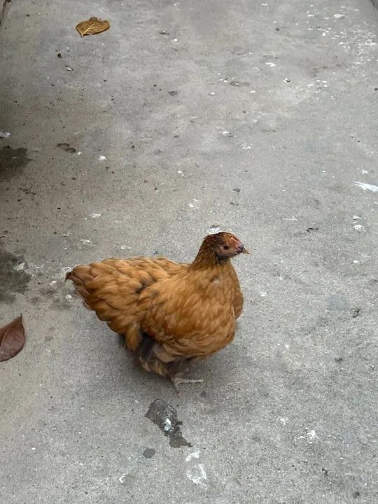 Casal de GSB e Orpington Amarela - Poedeiras Jovens à Venda (Preço Negociável) - Foto 4