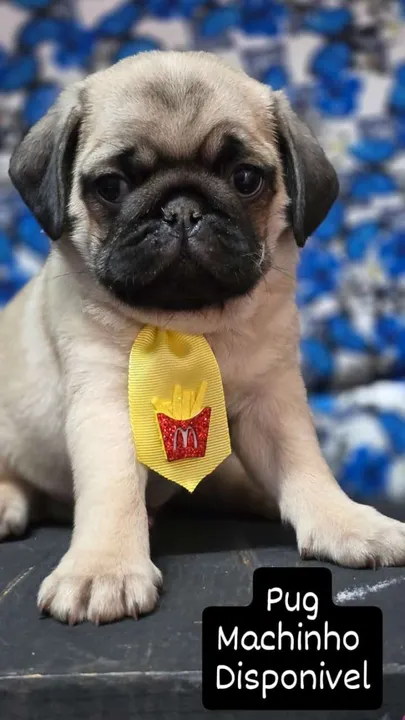 Pug Machinho preço Espcial - ate 10x sem juros