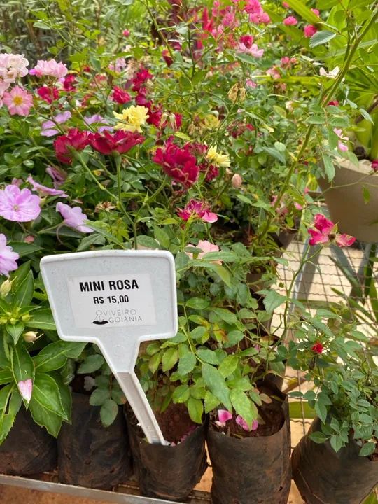 Muda de mini rosa