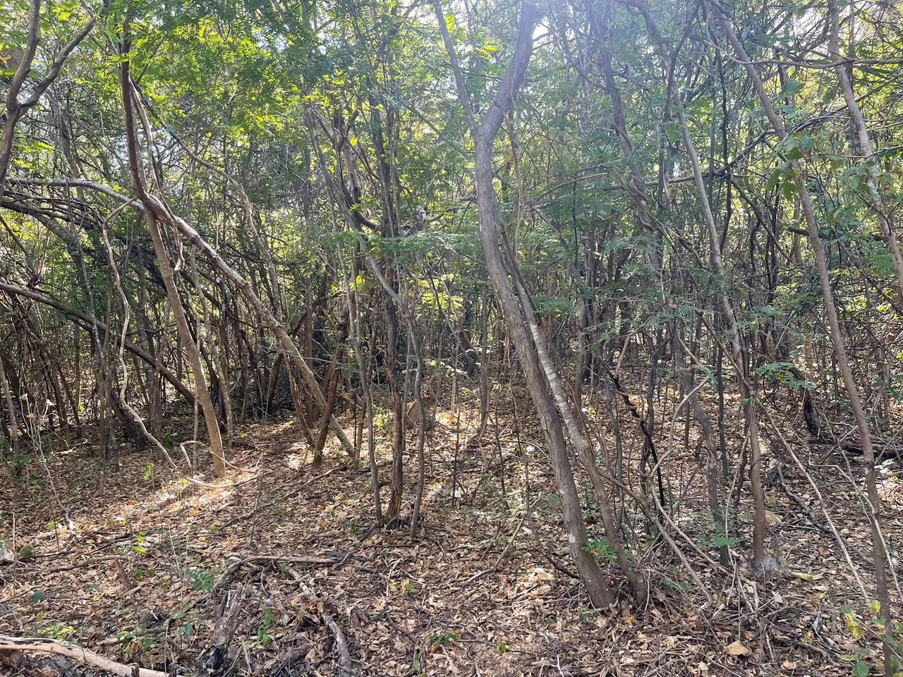 Area 240 Hecatres!! Escriturada e Geo Referenciada!!!Aceita veiculo e Imovel... - Foto 9