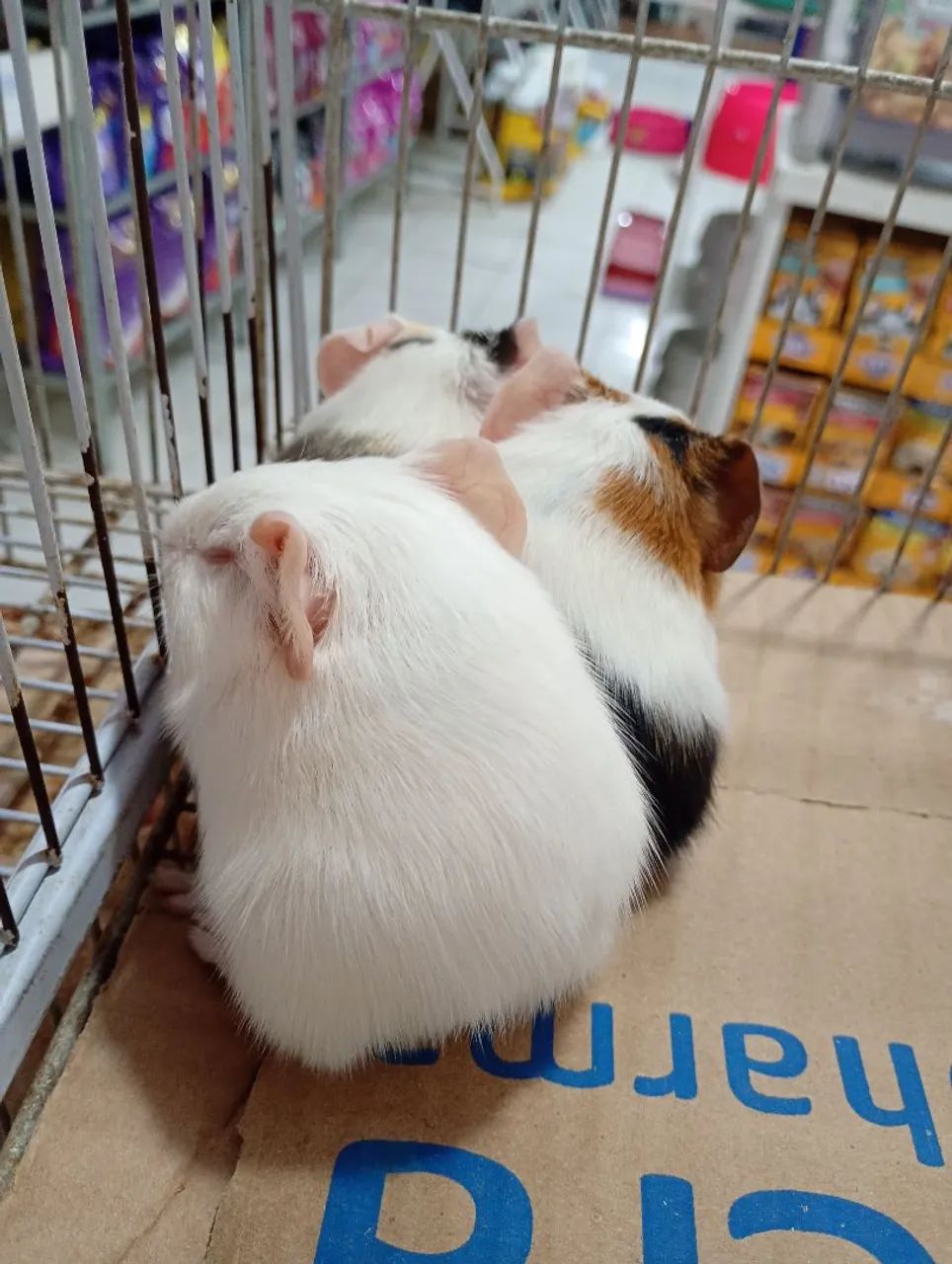 Porquinho da Índia filhote  - Foto 3