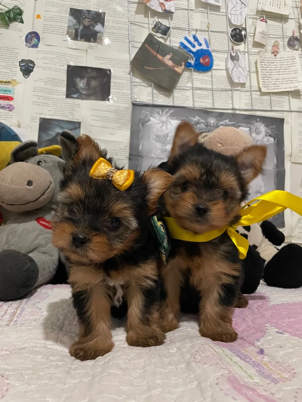 Filhotes de Yorkshire Terrier micro