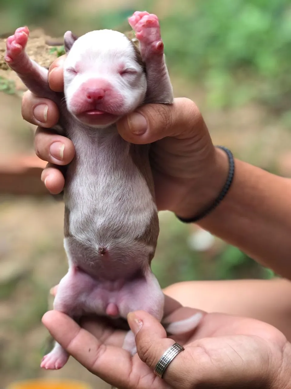 Filhote Pitbull Recém Nascido - Disponível para Reserva