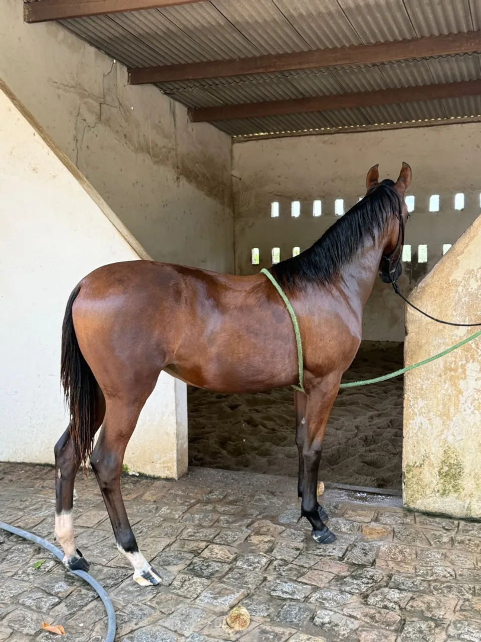 Potra Mangalarga Marchador