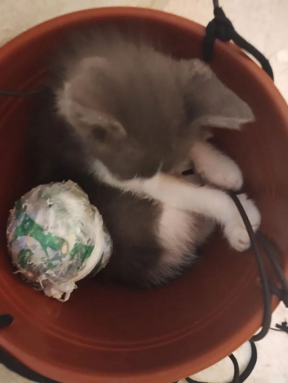 Doação de gatinha  - Foto 4