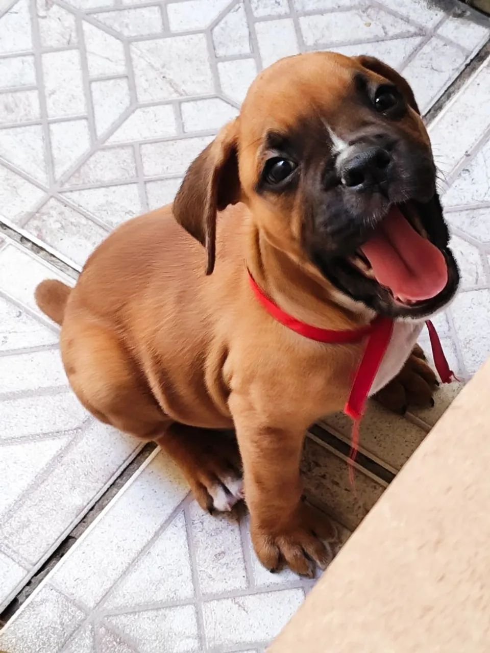 Filhotes de Boxer macho  - Foto 2