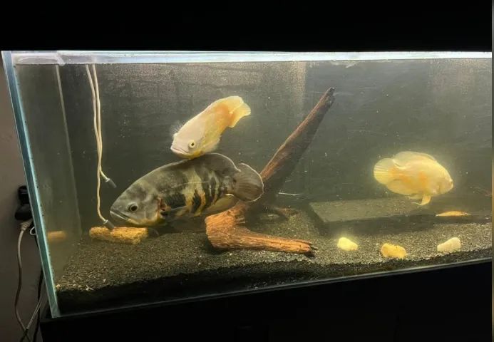 Aquário 360 litros com Sump - Completo - Foto 2
