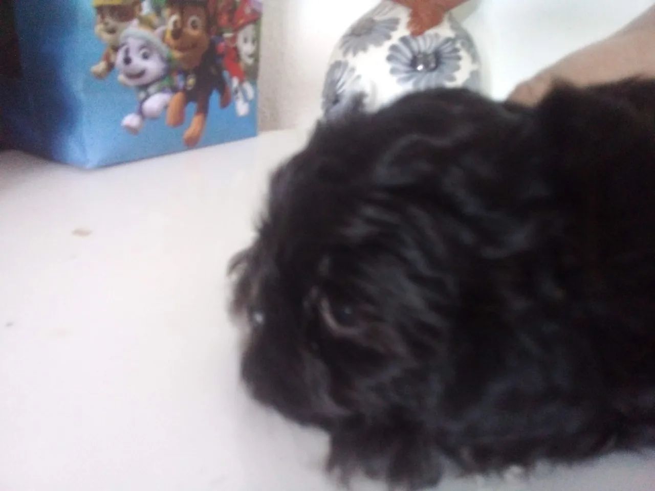  Shih tzu Femea - Foto 3