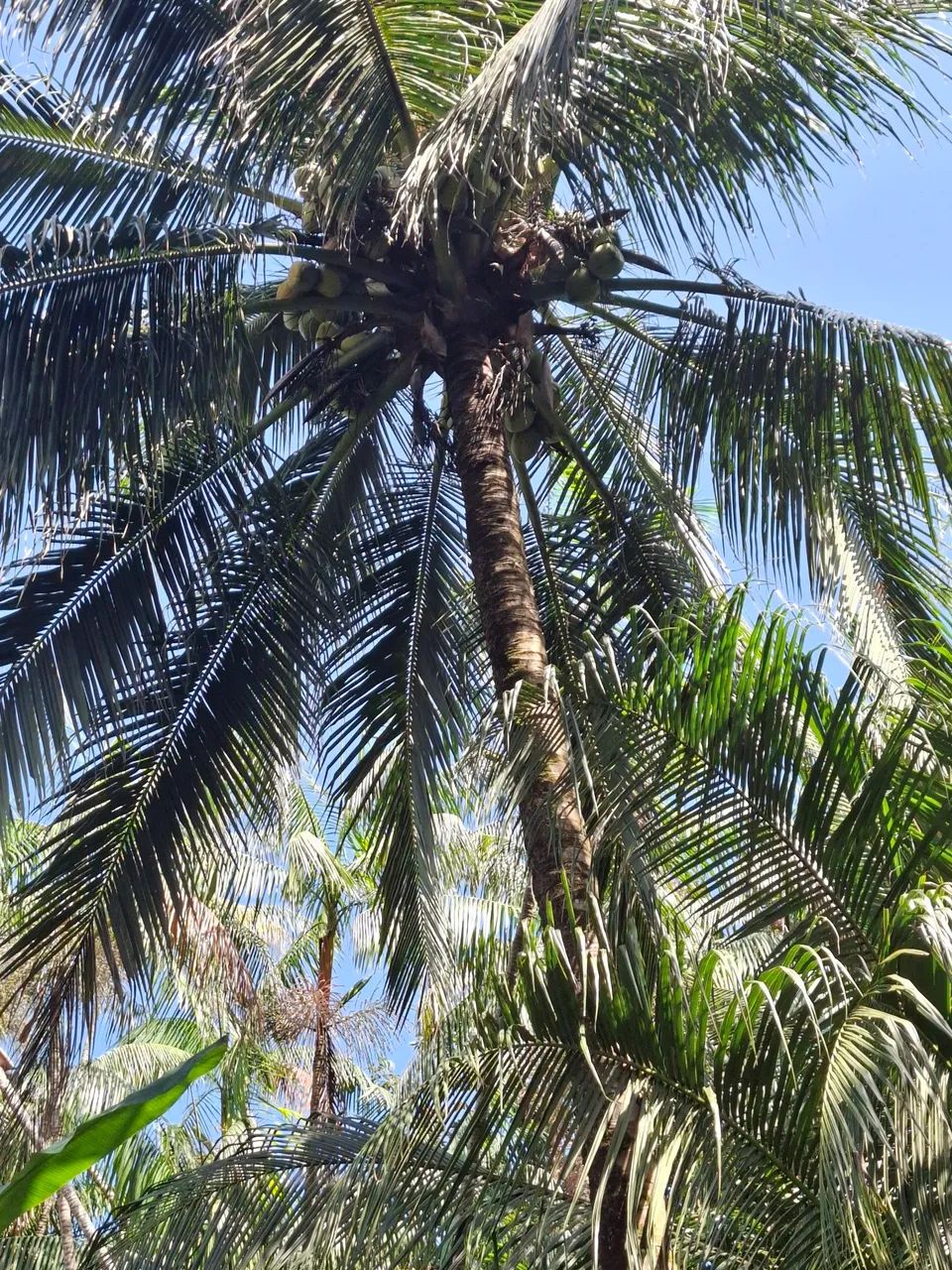 Muda de coqueiro coco gigante  - Foto 2