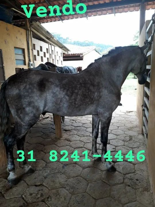 Vendo cavalo 