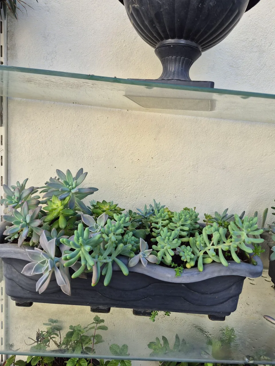Jardineira com Suculentas diversas