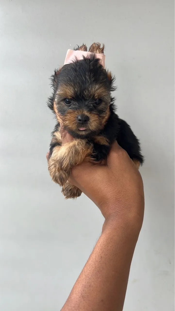 Filhote de Yorkshire Terrier