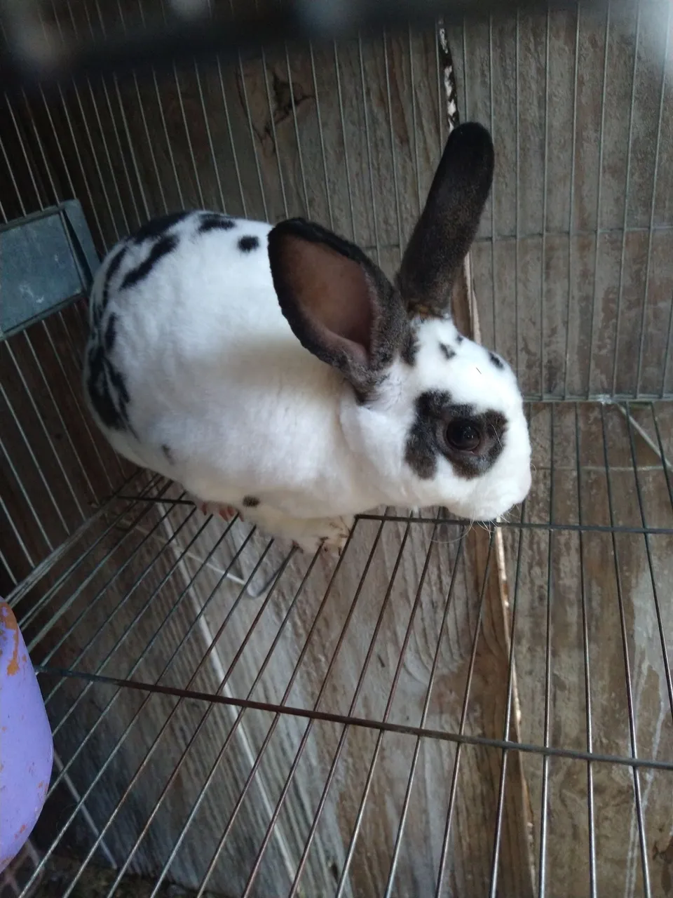 Mini Rex