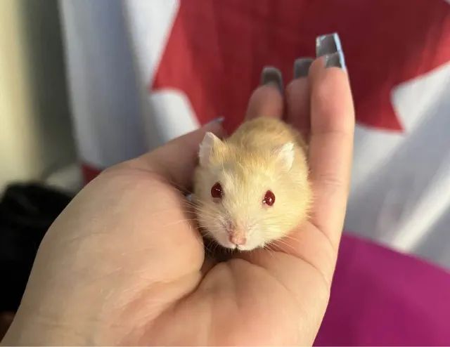 VENDO HAMSTER - Foto 4