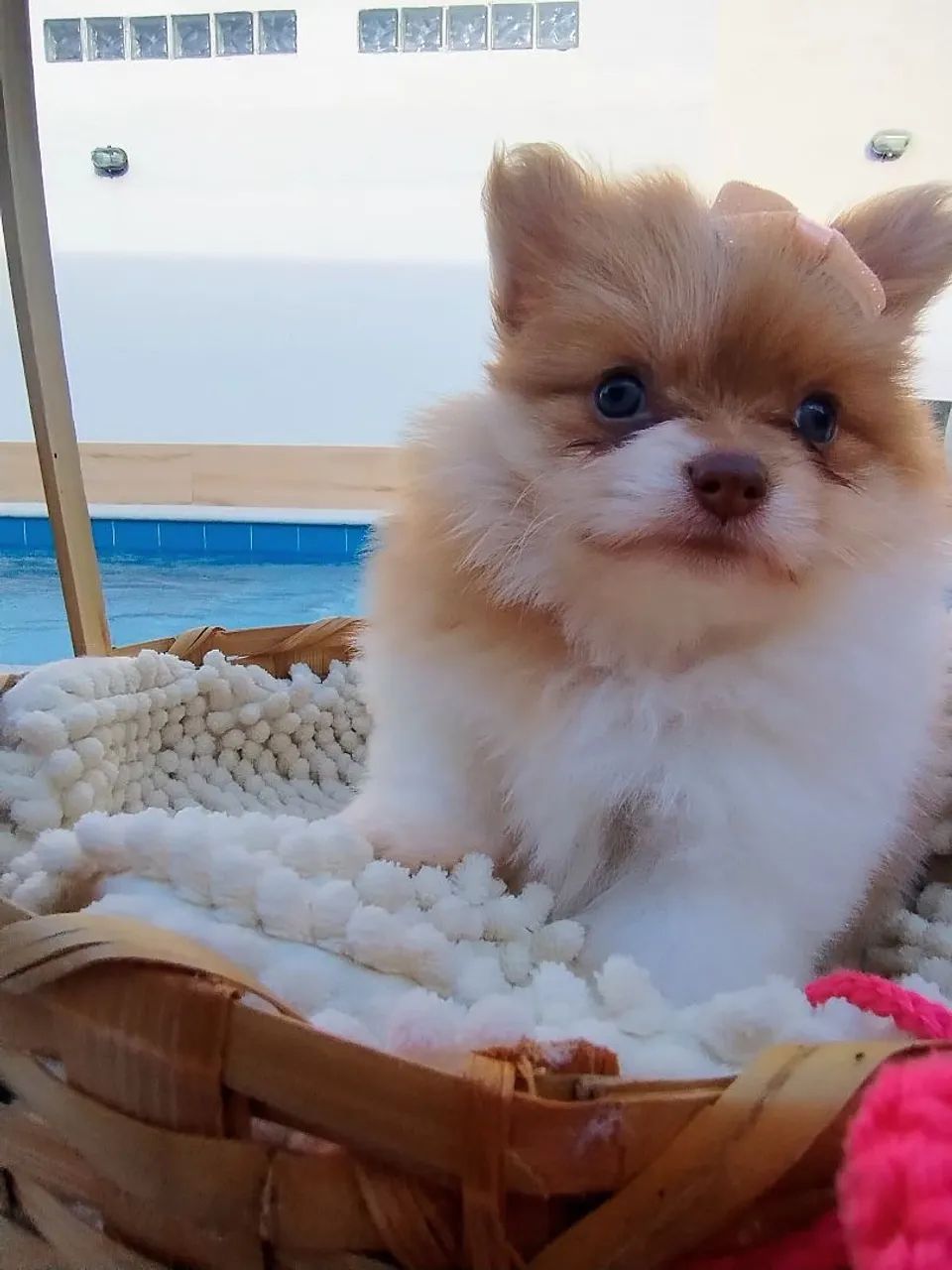 Spitz Alemão fêmea anã. Charmosíssima com se seu narizinho marrom.