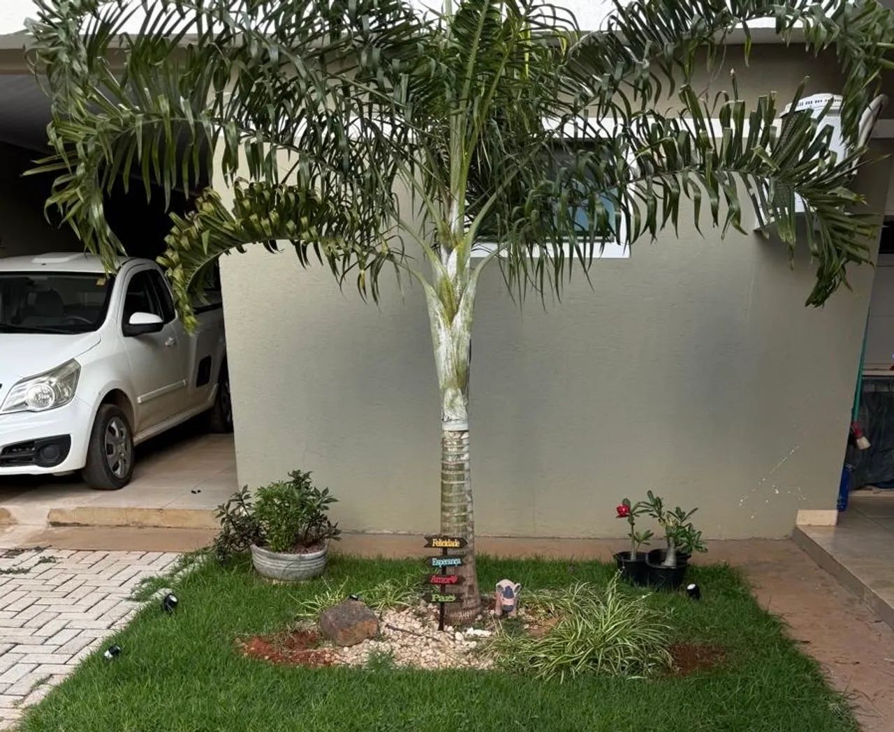 Palmeira Areca - Adulta e Linda! - Foto 3