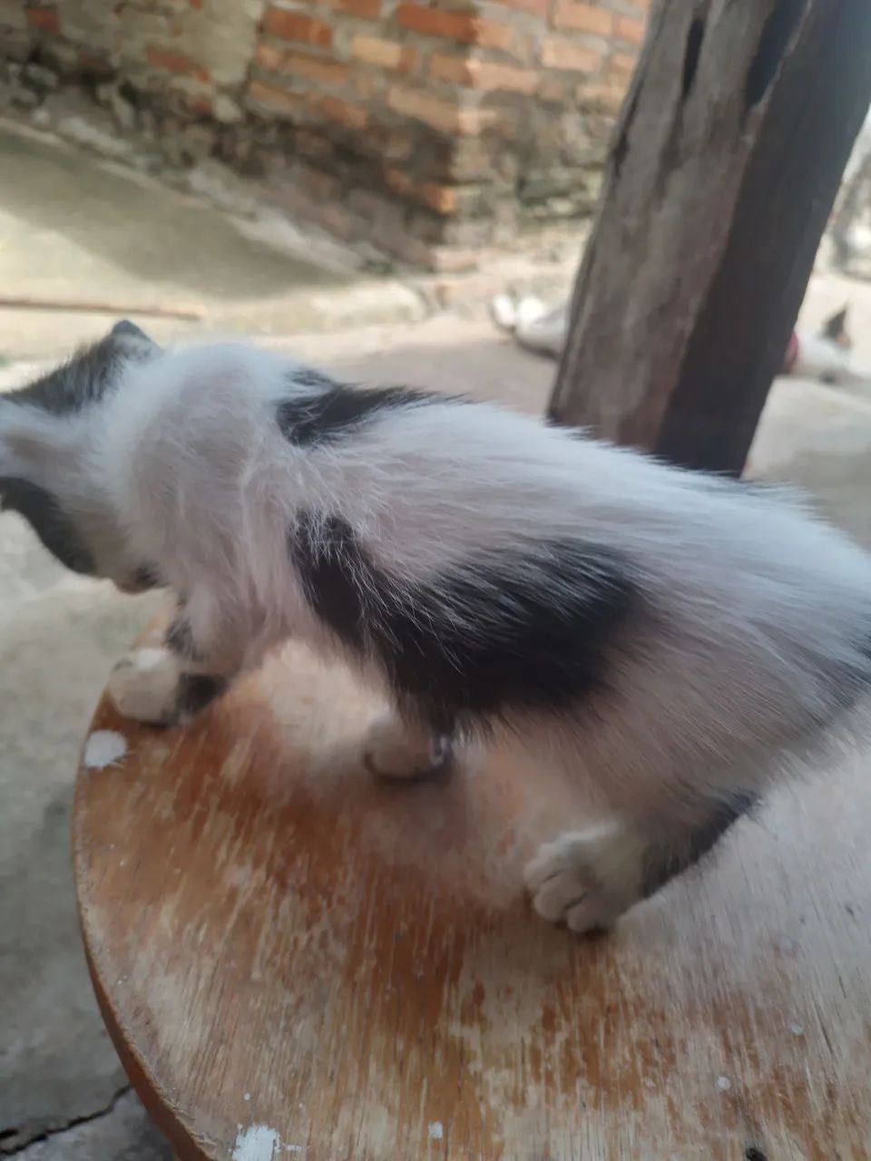 GATINHOS PARA ADOÇÃO |OBS: O GATINHO COM MANCHA EM FORMA DE CORAÇÃO É FÊMEA.  - Foto 3