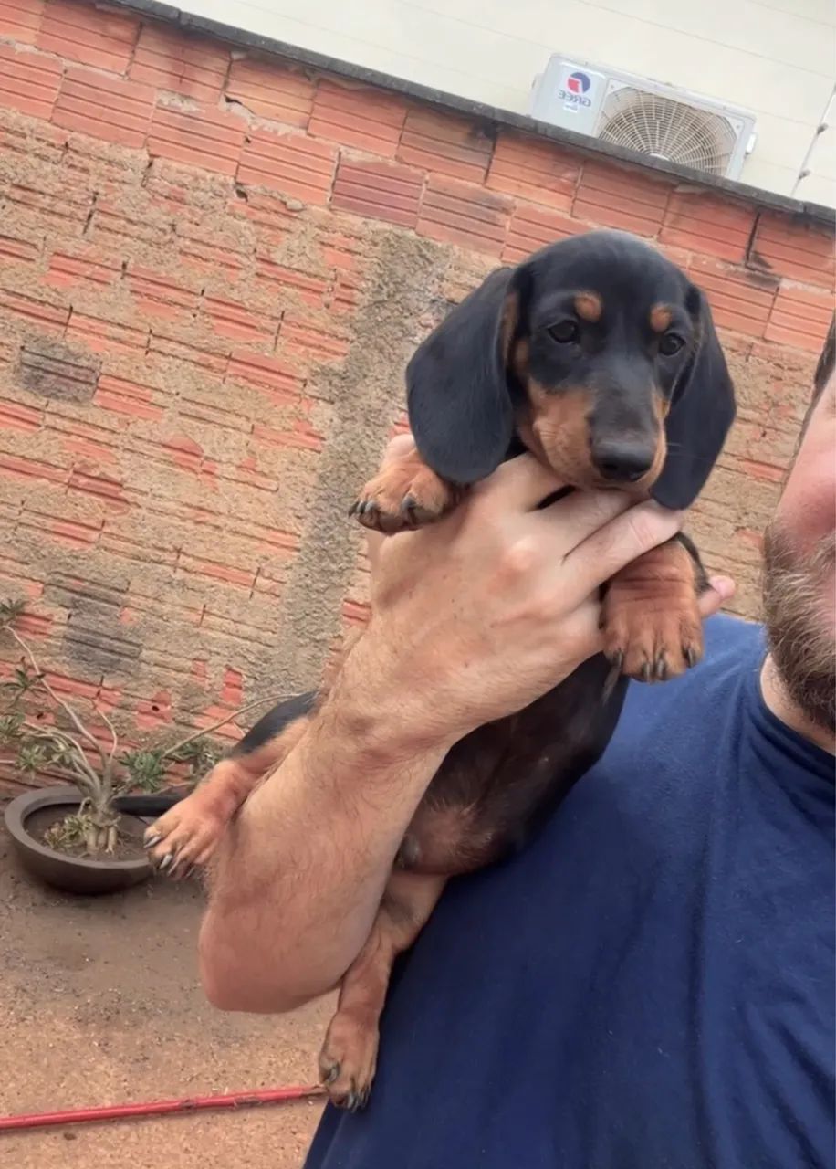 Filhote Dachshund Teckel Cofap salsicha Pedigree CBKC Cachorros