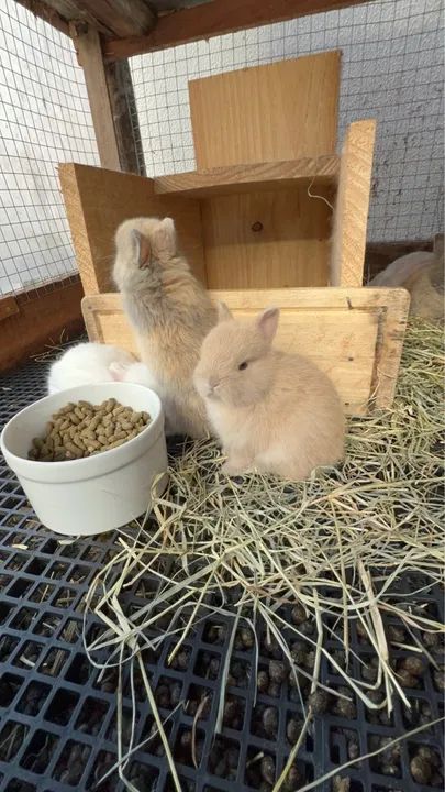 Coelho anão Netherland Dwarf Show  - Foto 6