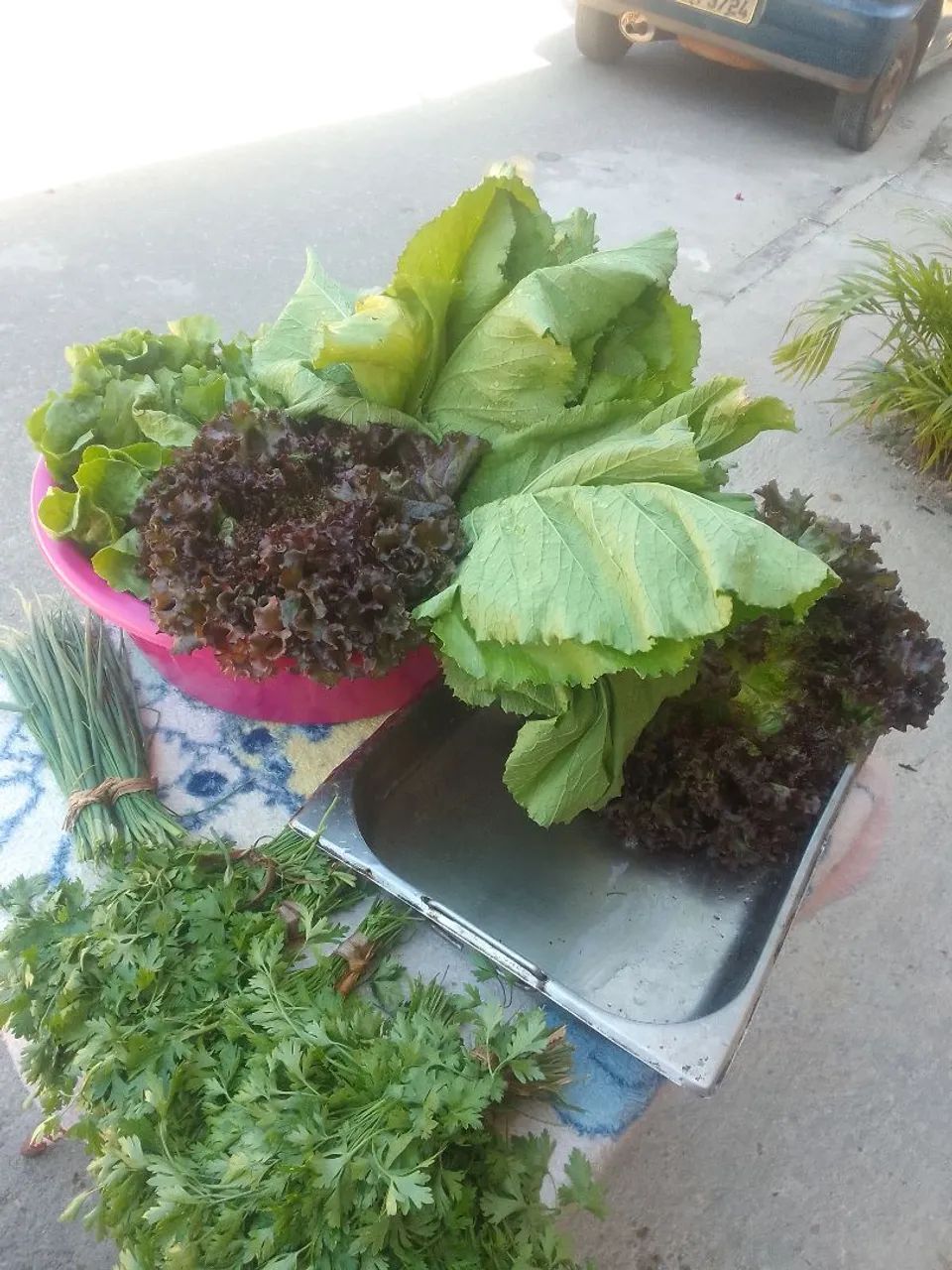 Alface .Almerao. mustarda.frescas para sua cozinha!2.50 entrego em BETIM  acima de 20 pés  - Foto 2