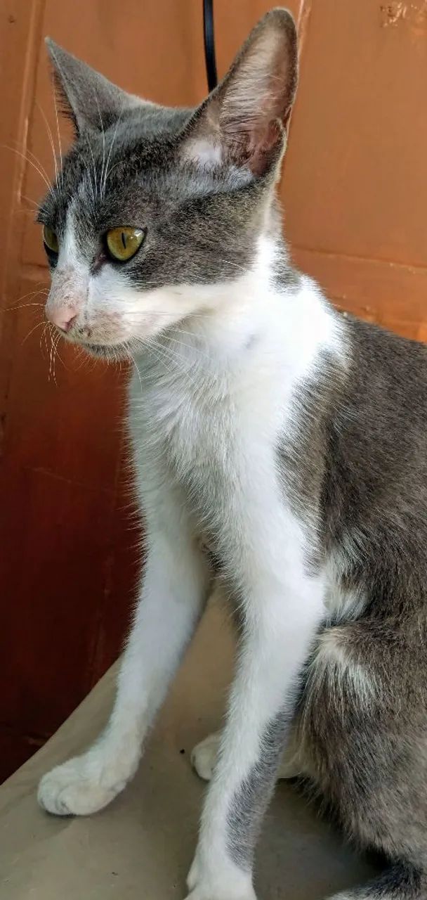 Frajola no ton cinza - Foto 2