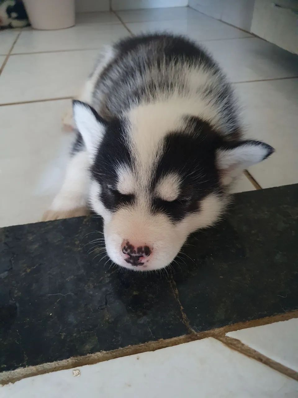 Filhote de Husky Siberiano macho 