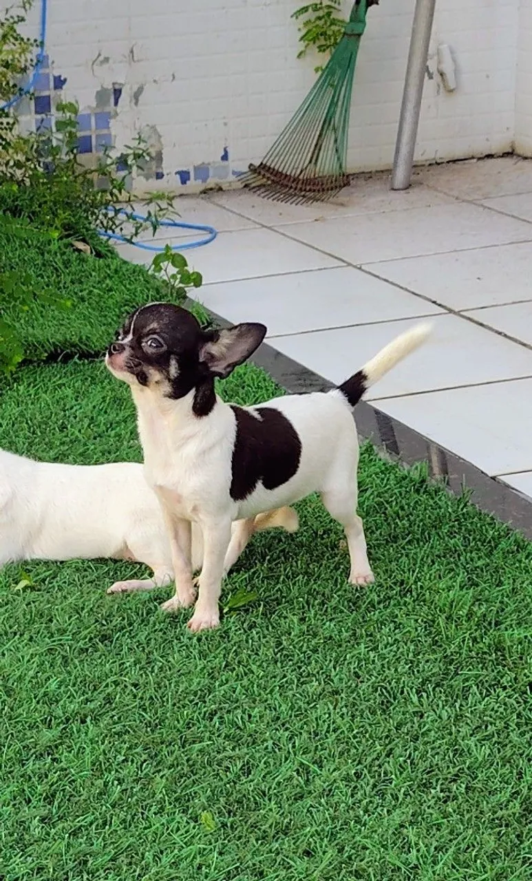 Filhote de Chihuahua Tricolor