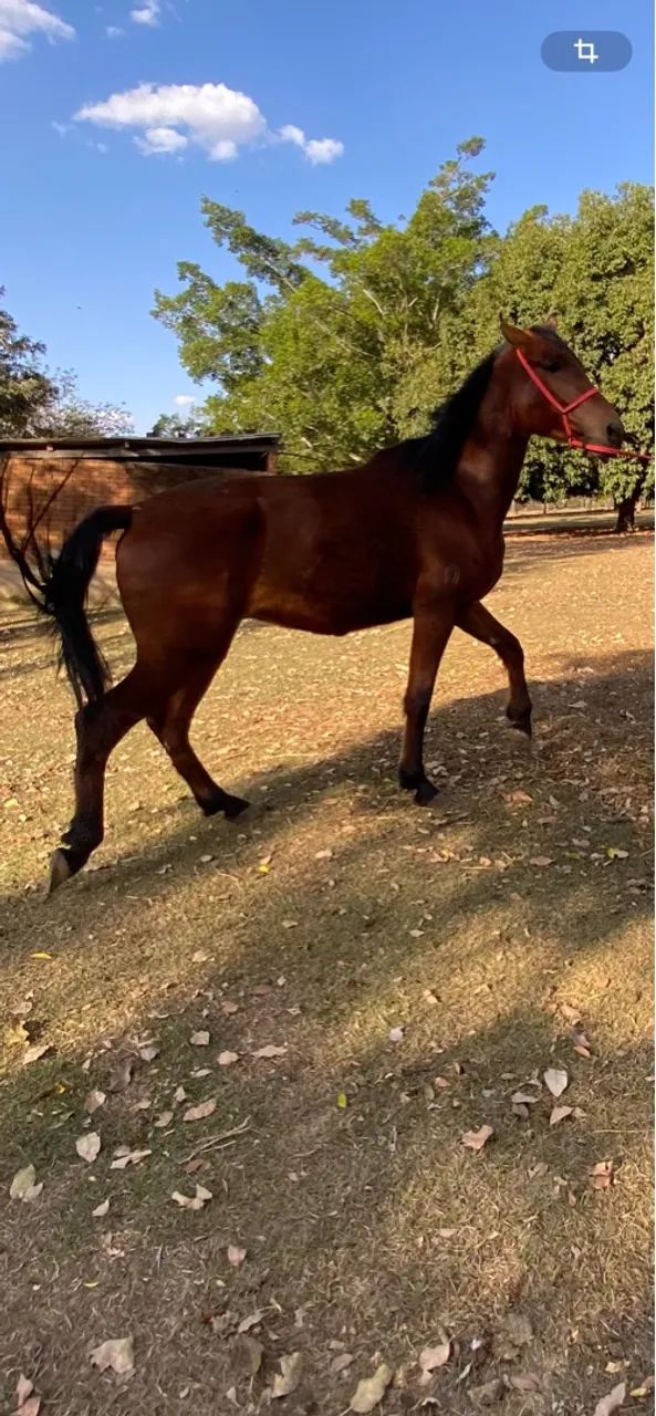 Cavalo mangalarga marchador  - Foto 4