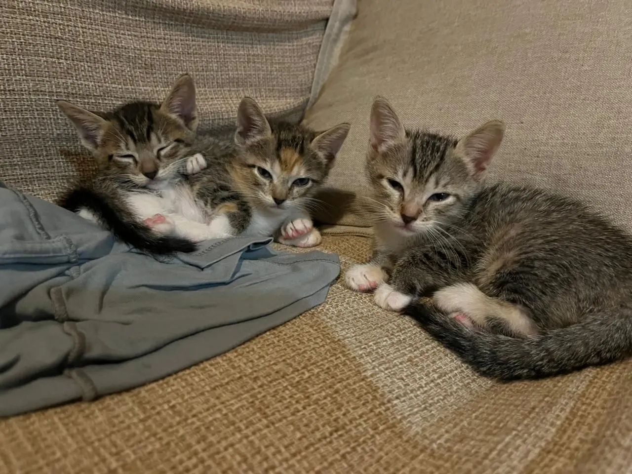 Doação responsável de gatinhos filhotes  - Foto 2