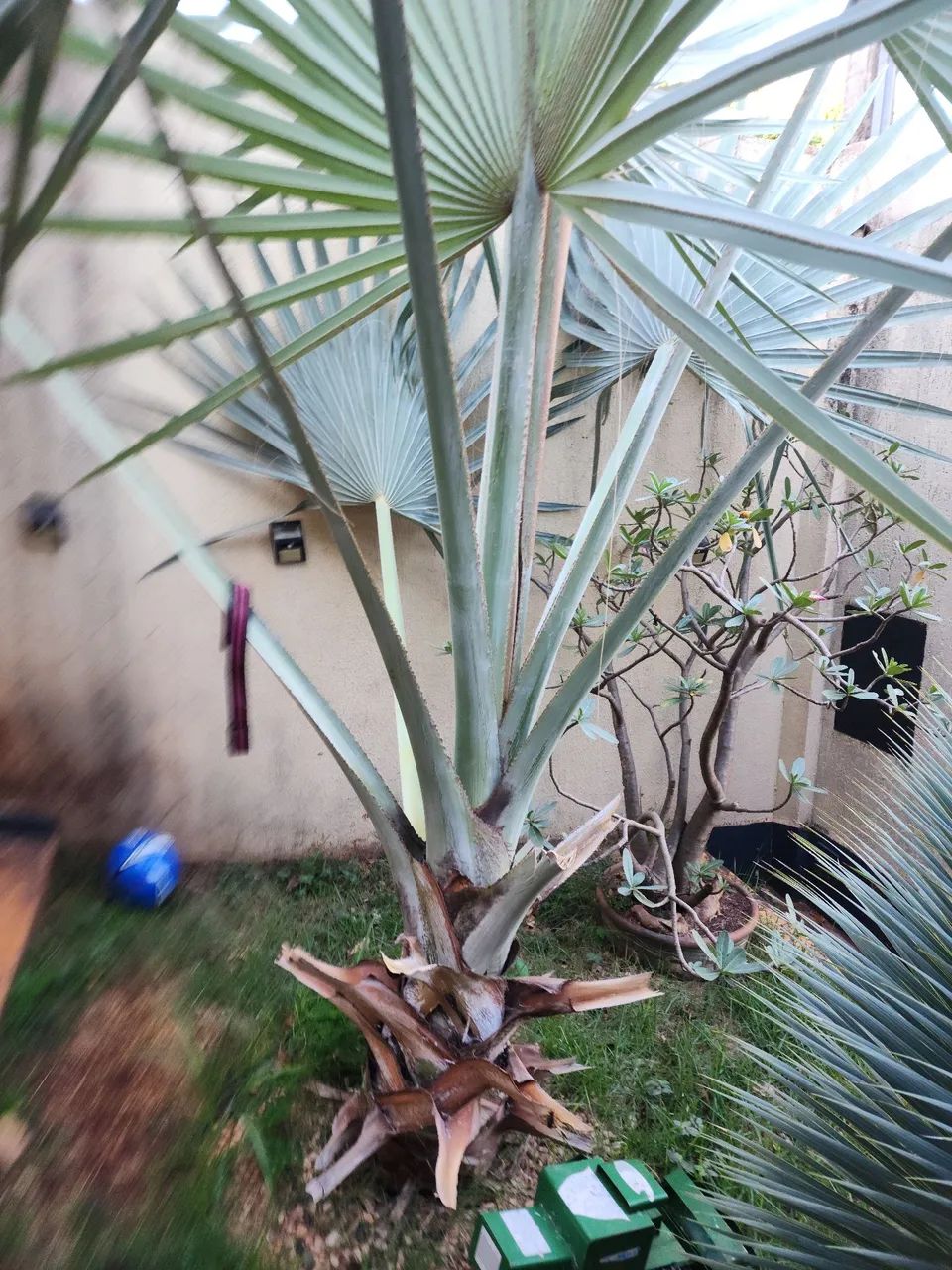 Palmeira azul 4metros  de jardim