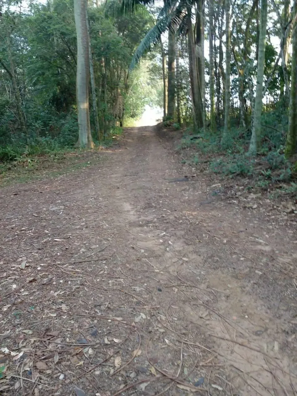 Sítio em rodoviária Ulisses Guimarães - palmital - São Pedro/SP