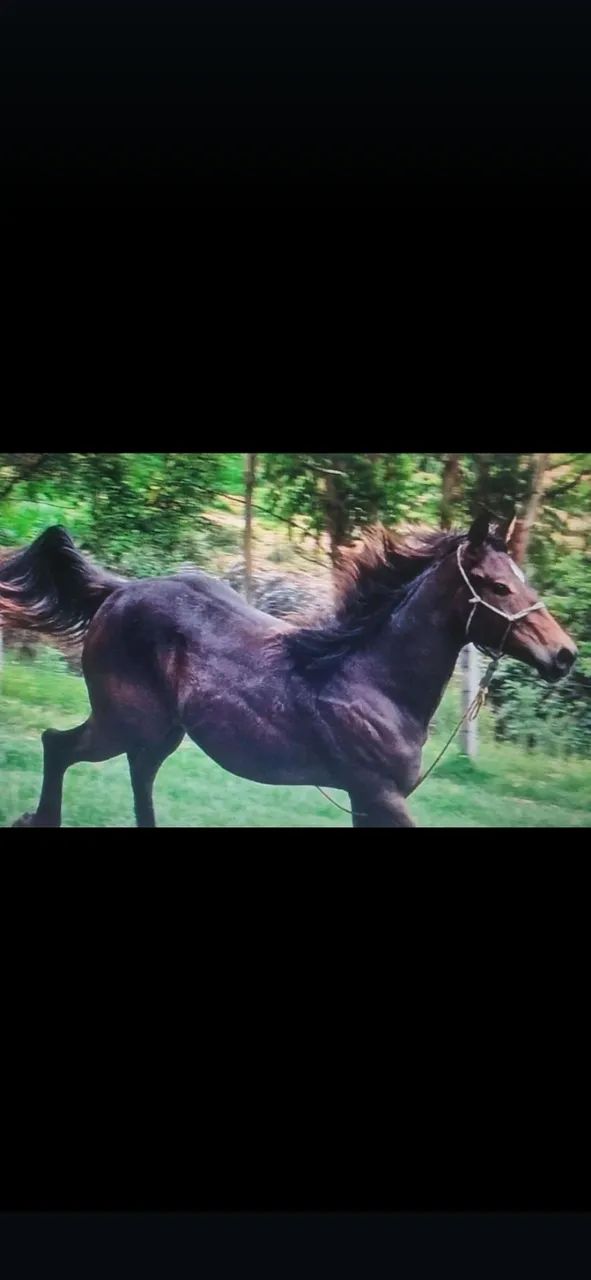 Potro QM Puro de Origem! 2 anos 