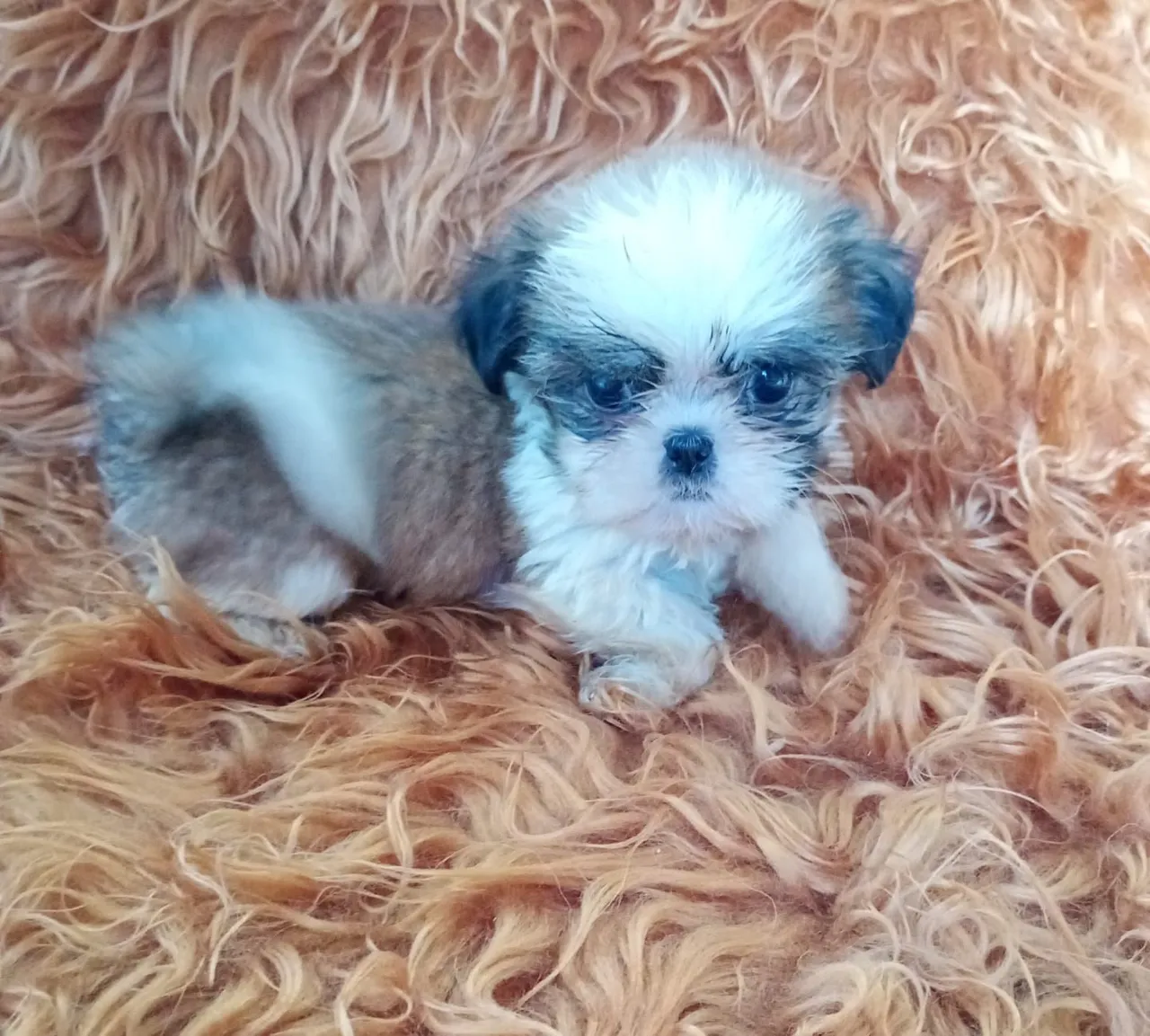 Filhote Shih Tzu Mini Fofo e Charmoso!