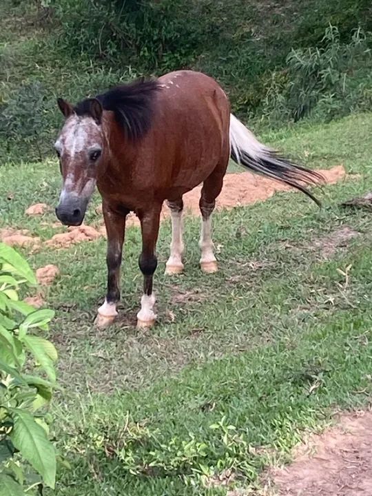 Potro Miniatura -  - Foto 4