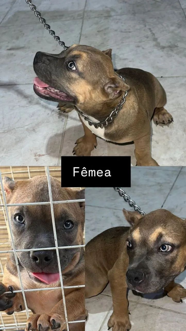 Filhotes American Bully Exótico  - Foto 2