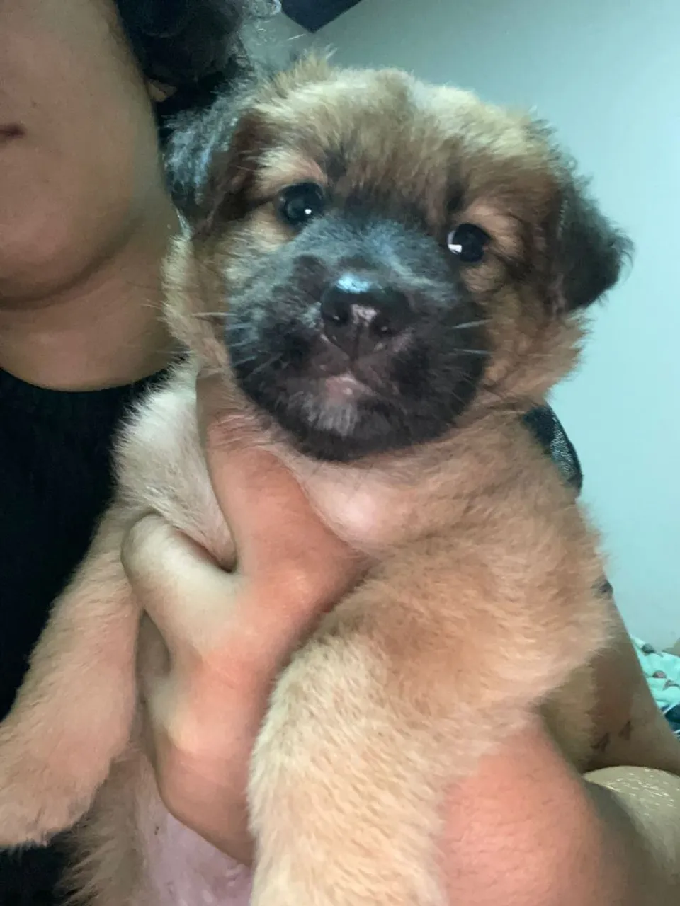 Filhote de cachorro adorável para adoção!