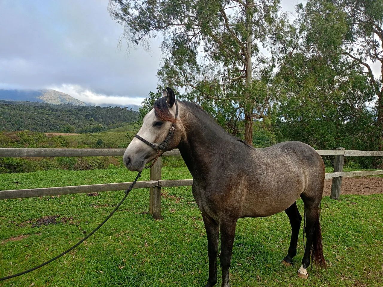 Cavalo Mangalarga Marchador  - Foto 4